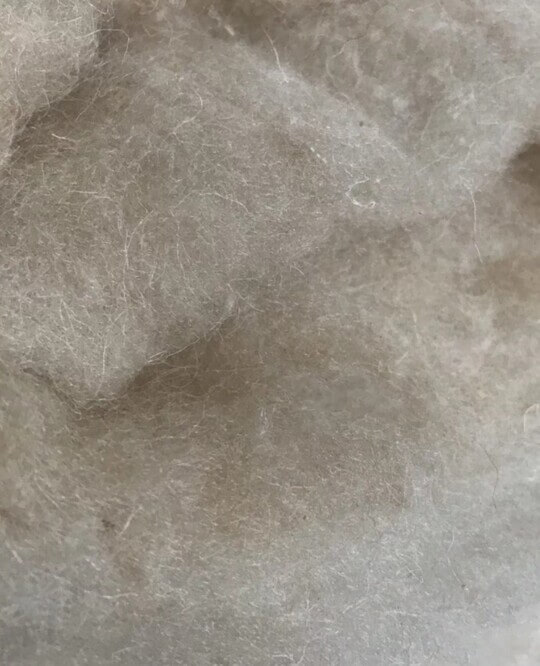 Wool