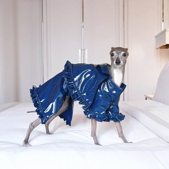 dog Tika the Iggy at a fashion show